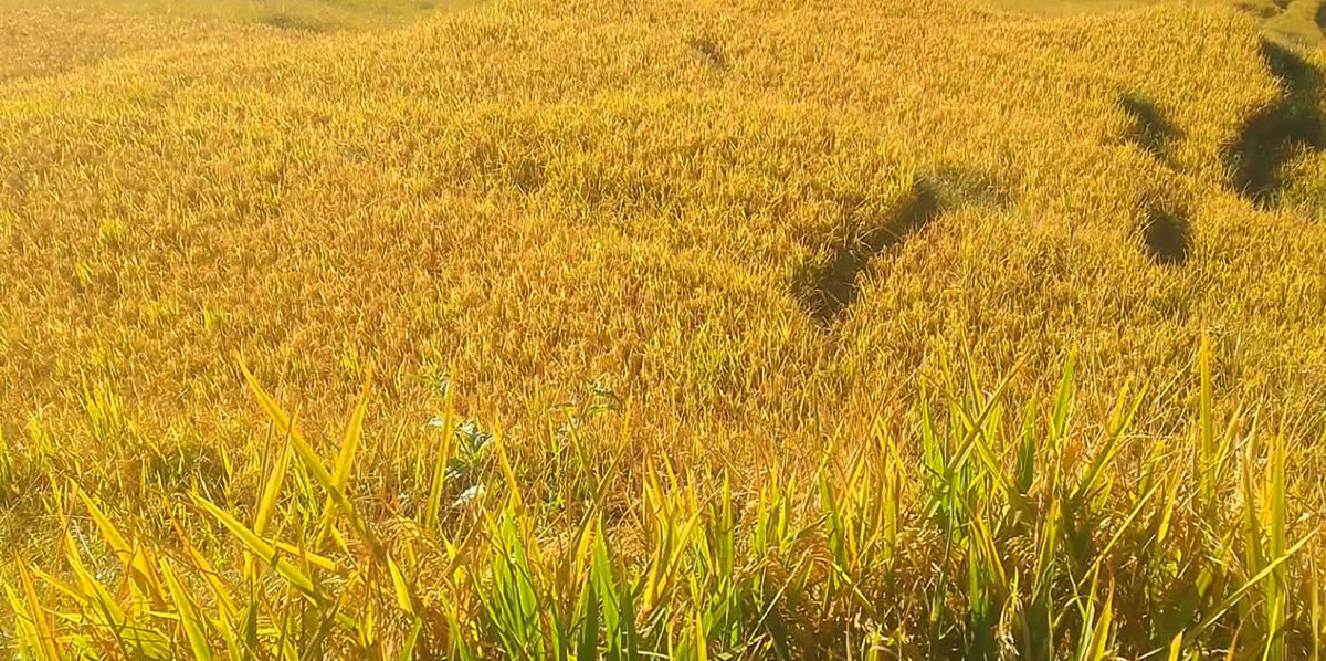 कात्तिक १५ गतेपछि मात्र धान काट्न र भित्र्याउन कृषि विकास कार्यालयको आग्रह